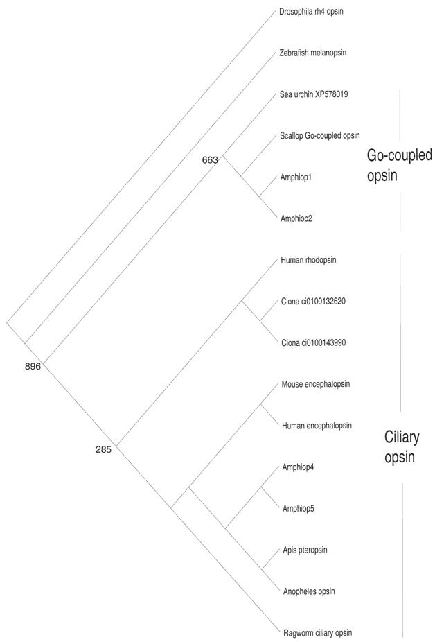 invertebrate phylogenetic tree. Molecular phylogenetic tree